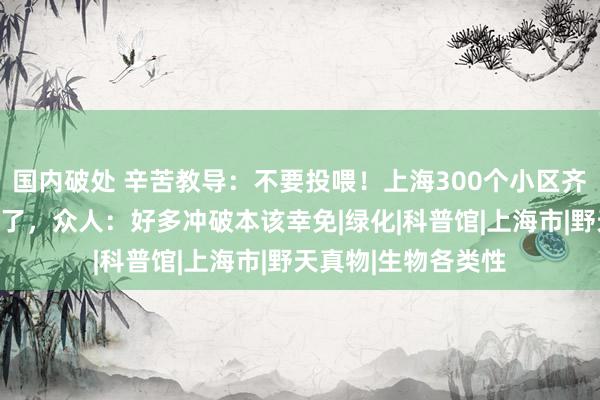 国内破处 辛苦教导：不要投喂！上海300个小区齐发现了，有住户慌了，众人：好多冲破本该幸免|绿化|科普馆|上海市|野天真物|生物各类性